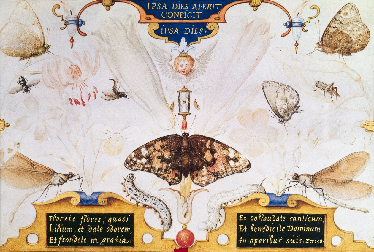 Díptico com flores e insetos, 1591 (marouflage & pergaminho no painel) de Joris Hoefnagel