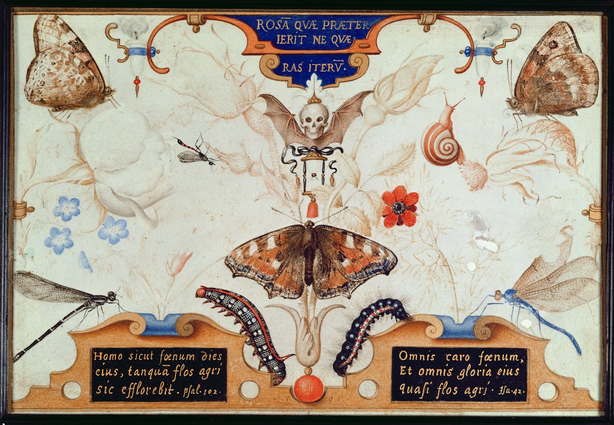 Díptico com flores e insetos, 1591 (marouflage und pergaminho no painel) de Joris Hoefnagel