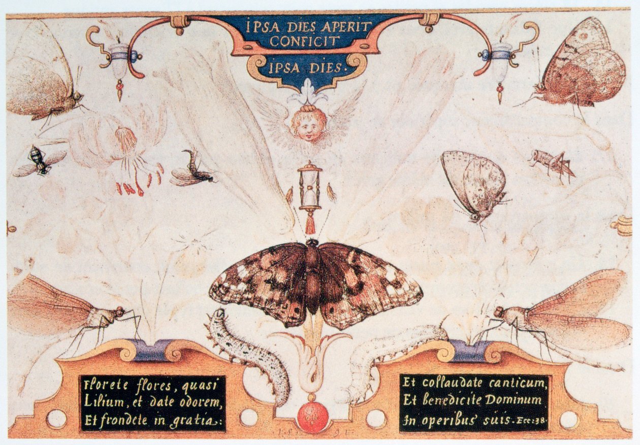 Díptico com flores e insetos, 1591. de Joris Hoefnagel