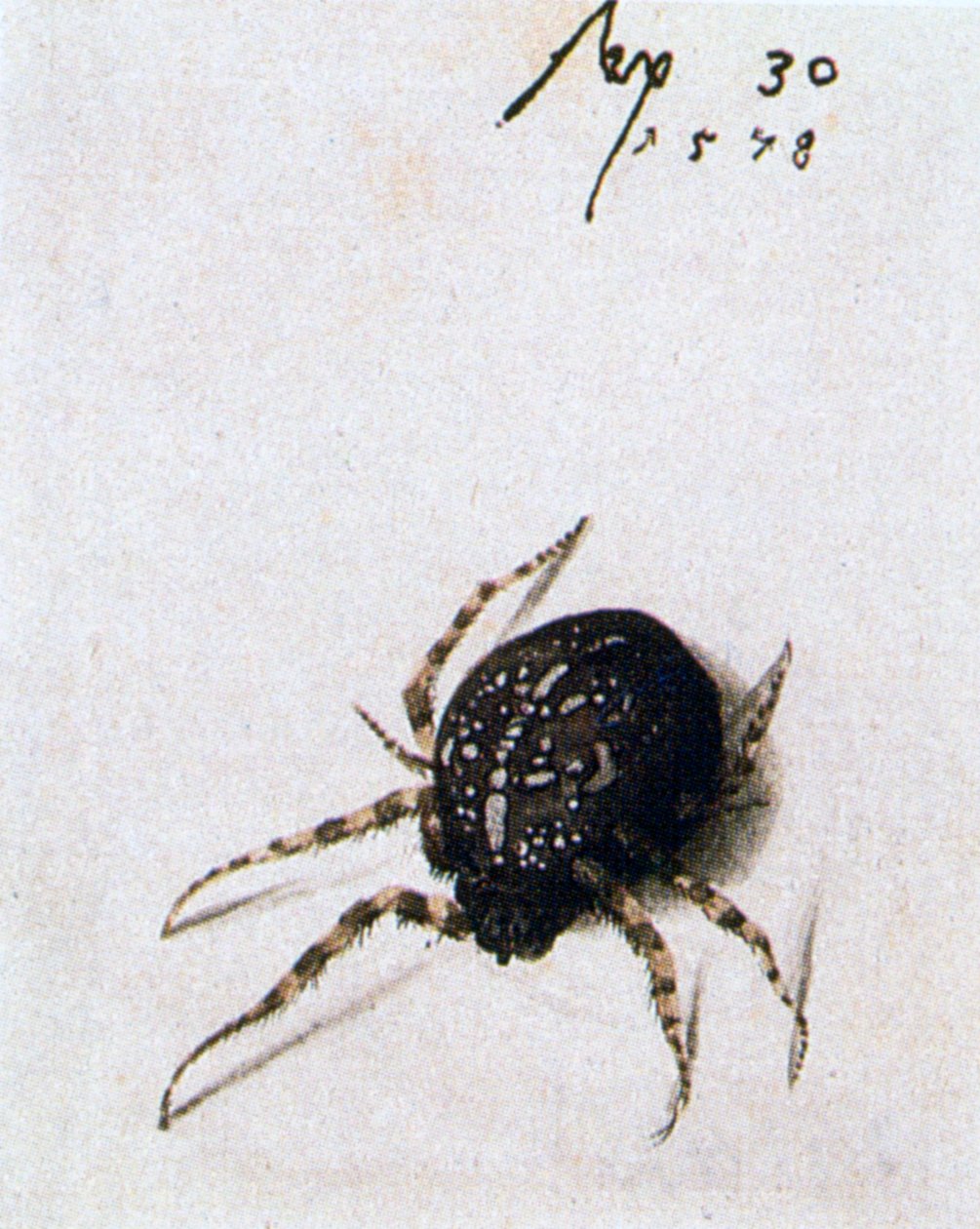 Aranha Feminina, 1578 de Joris Hoefnagel