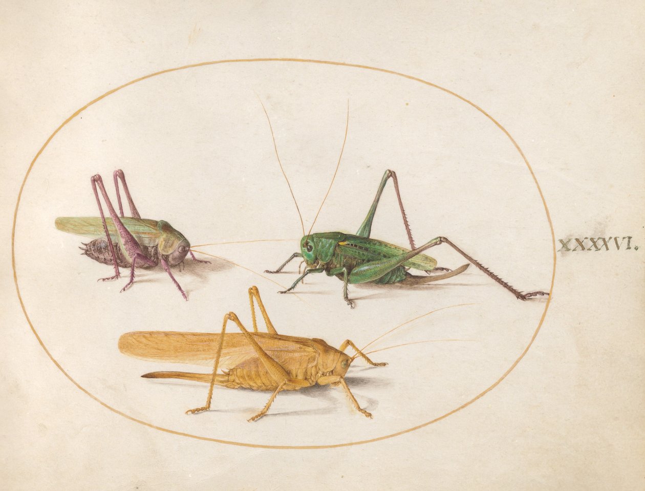 Grasshopper, c.1575-80 de Joris Hoefnagel