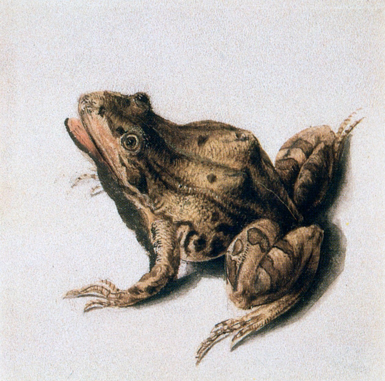 Sapo verde, século XVI de Joris Hoefnagel