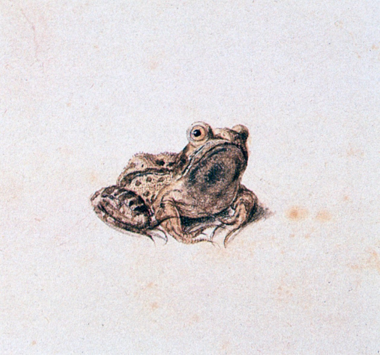 Sapo verde, século XVI de Joris Hoefnagel