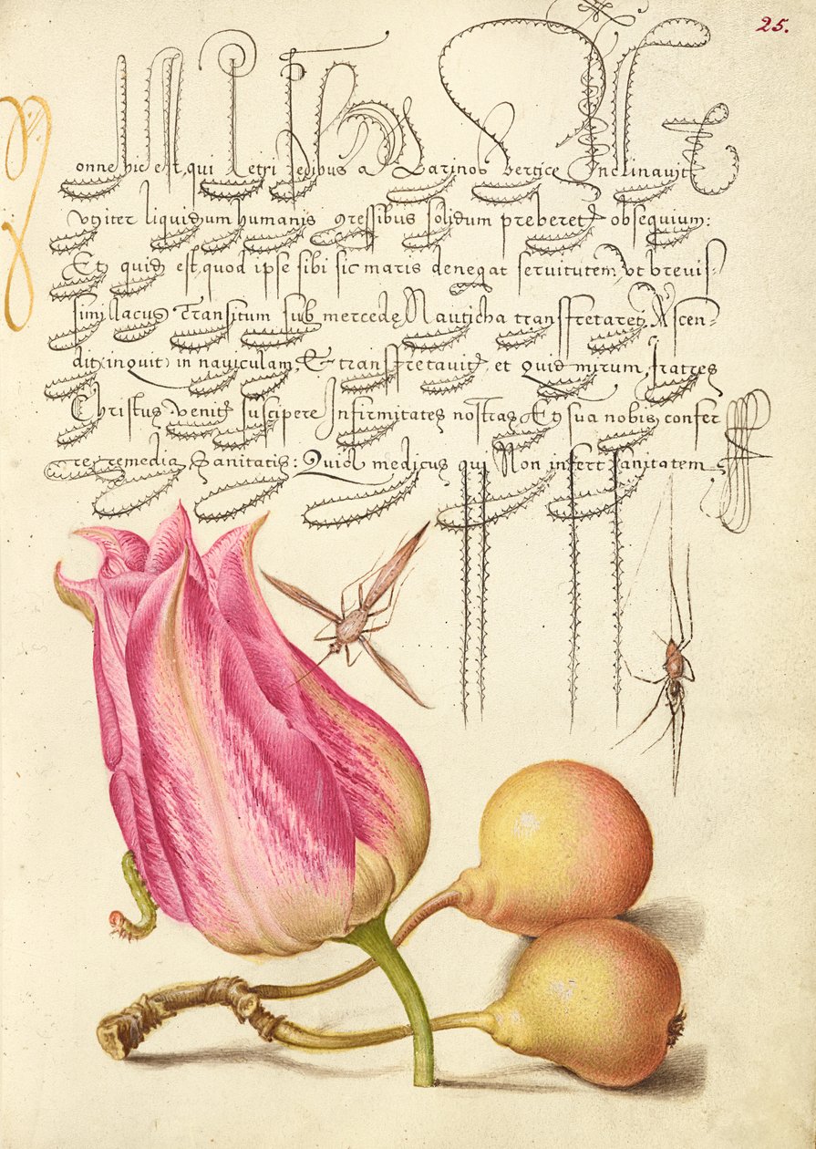 Inseto imaginário, tulipa, aranha e pera comum de Joris Hoefnagel