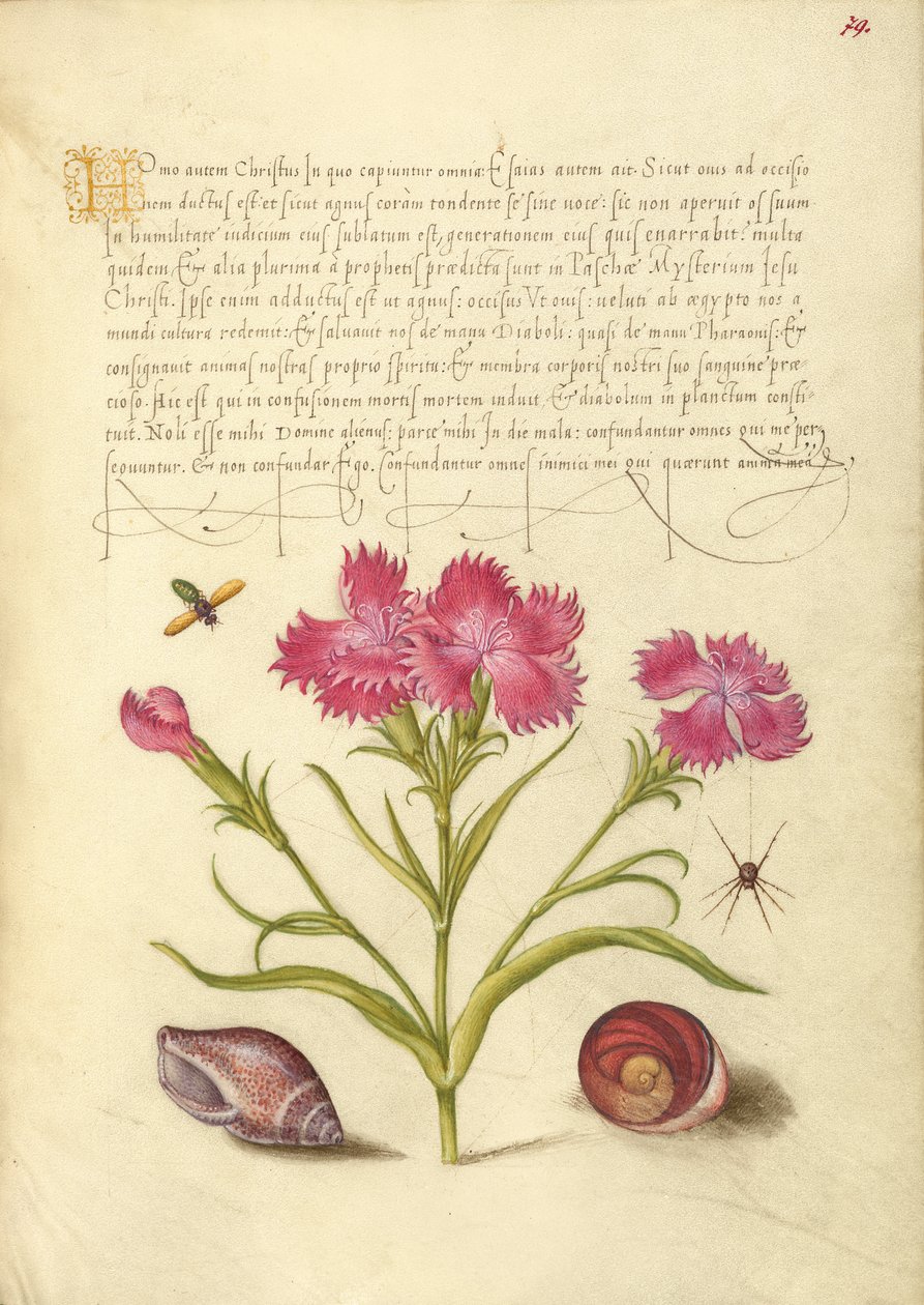 Inseto, Guilherme Doce, Aranha, Molusco Marinho e Olho de Santa Luzia de Joris Hoefnagel
