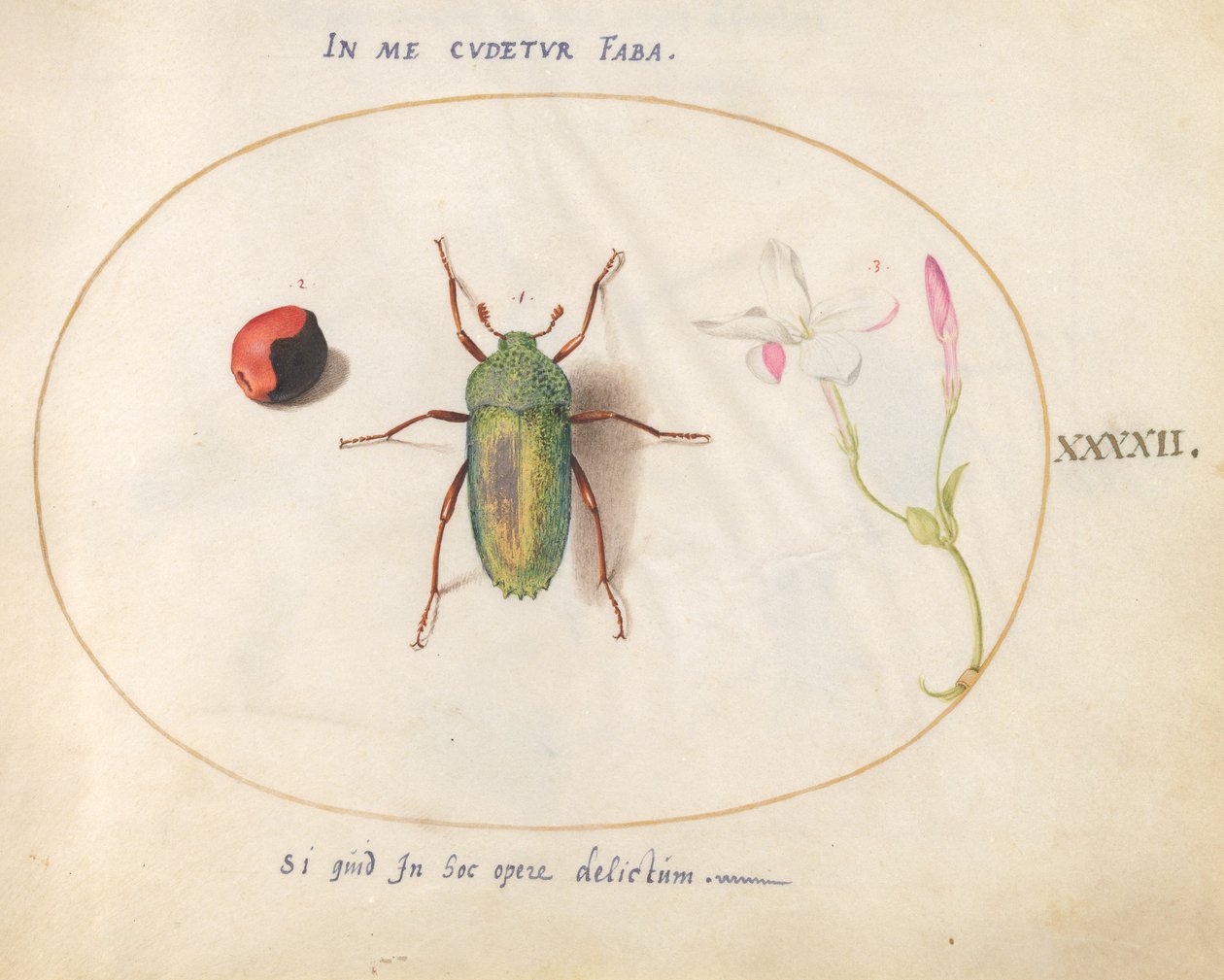 Inseto, c.1575-80 de Joris Hoefnagel