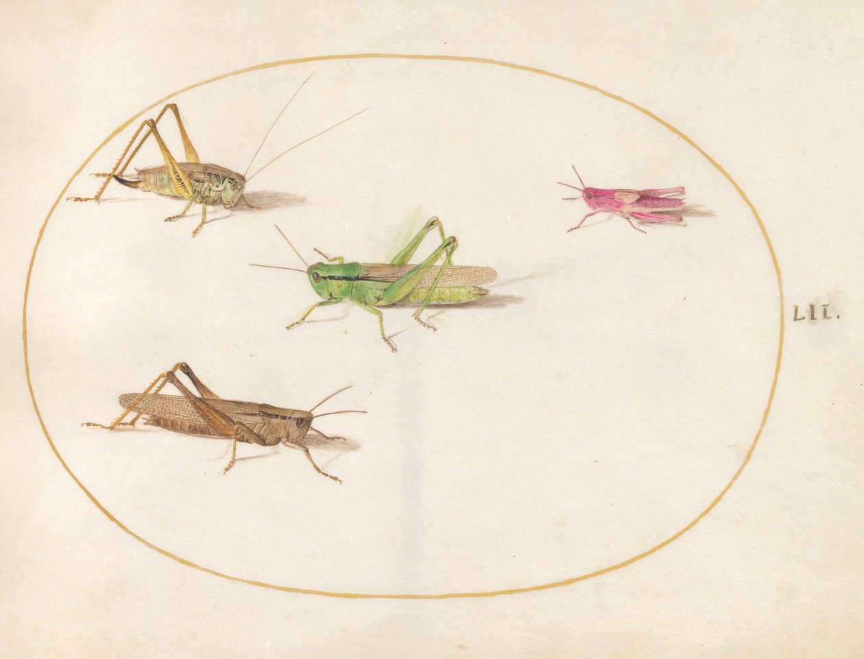 Insetos, c.1575-80 de Joris Hoefnagel