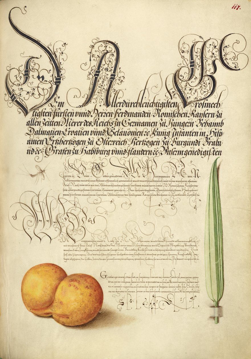 Mosca-da-maio, alperce e caniço de Joris Hoefnagel