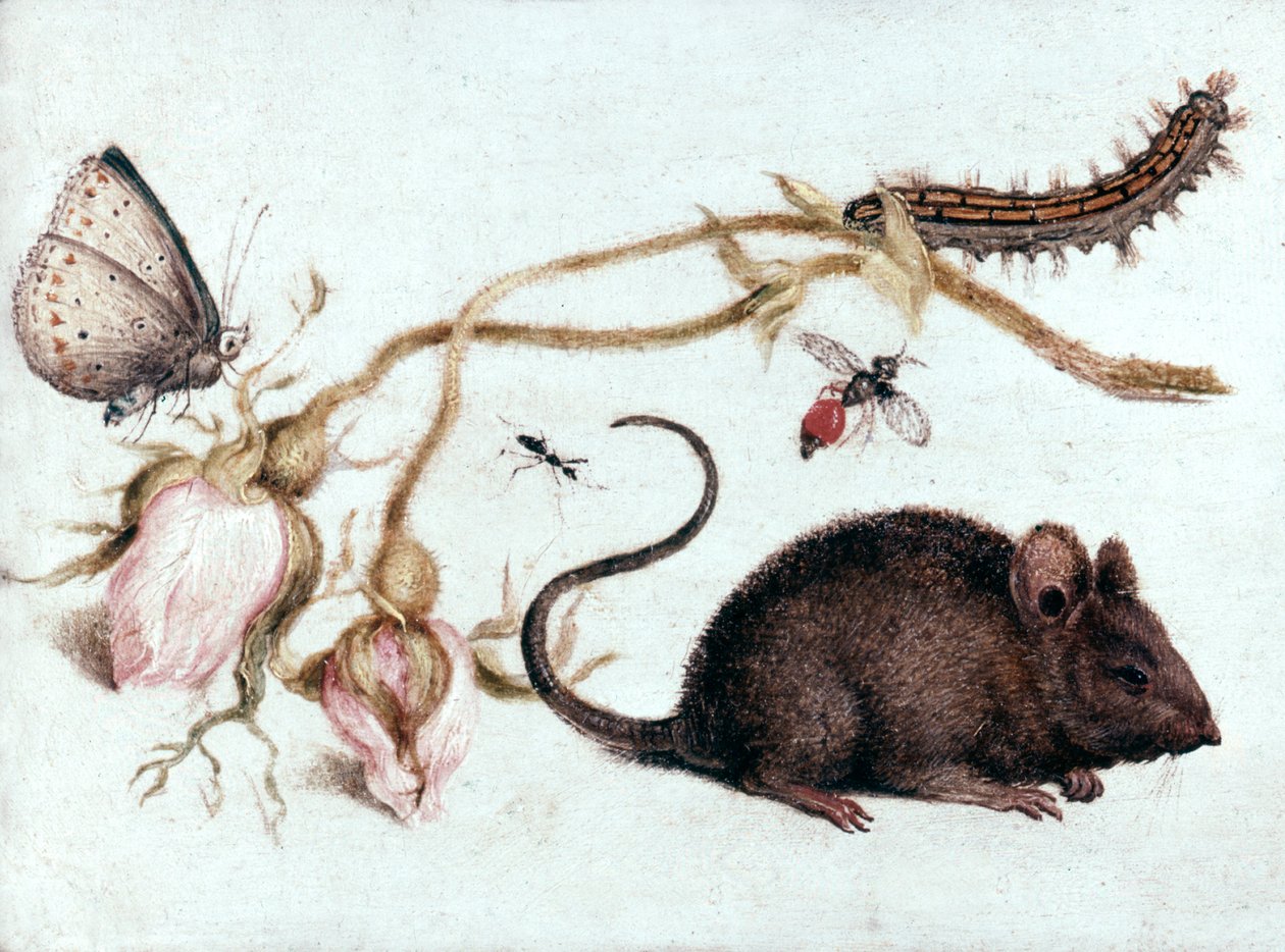 Rato, flor e inseto, século XVI. de Joris Hoefnagel