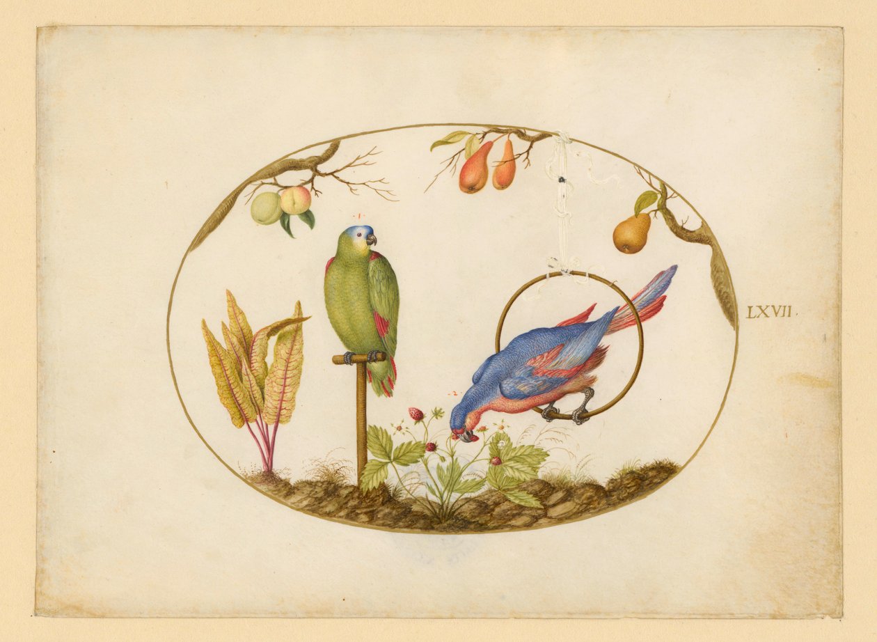 Papagaios, prancha LXVII de Joris Hoefnagel