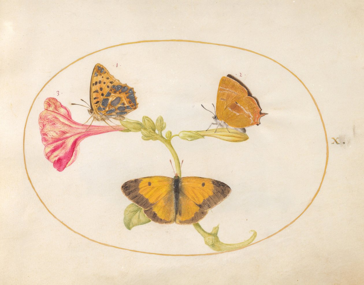 Prancha 10: Tecla-da-bétula, grande fritilária e borboleta-amarela sobre uma flor de bela-noite de Joris Hoefnagel