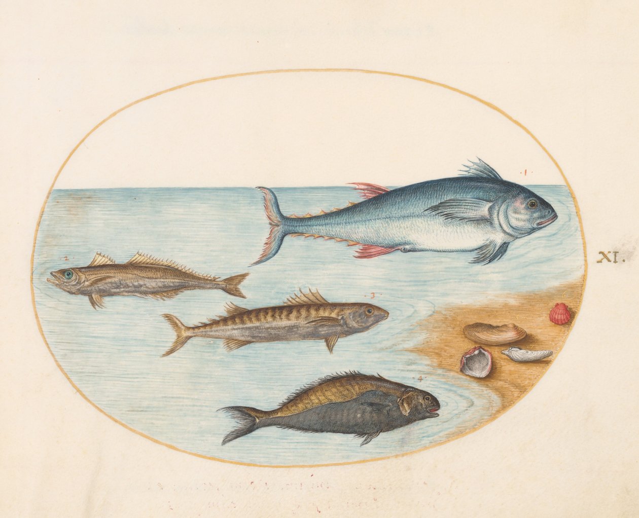 Prancha 11: Quatro peixes e conchas de Joris Hoefnagel