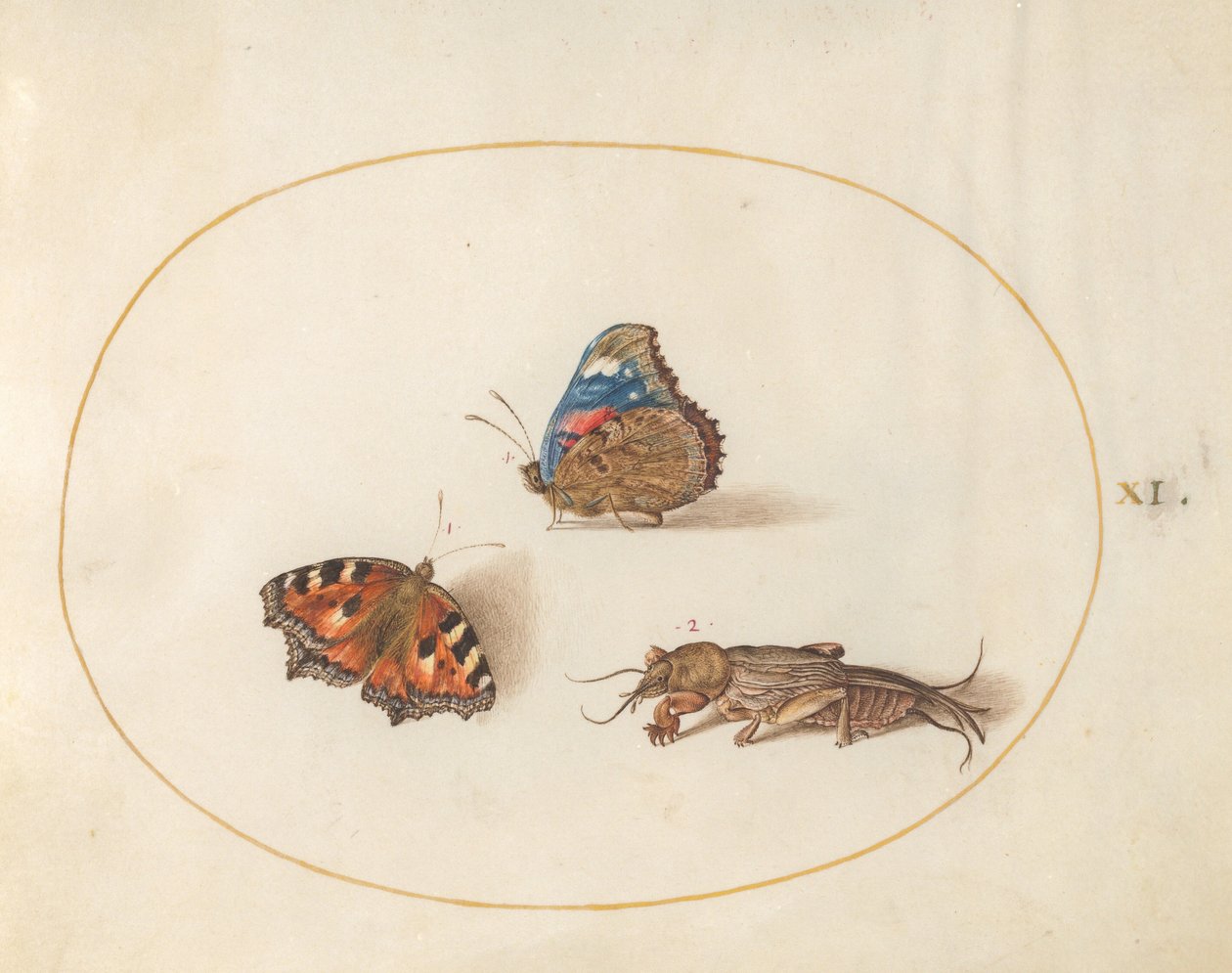 Prancha 11: borboletas-pavão-pequeno e almirante-vermelho com um grilo-toupeira de Joris Hoefnagel
