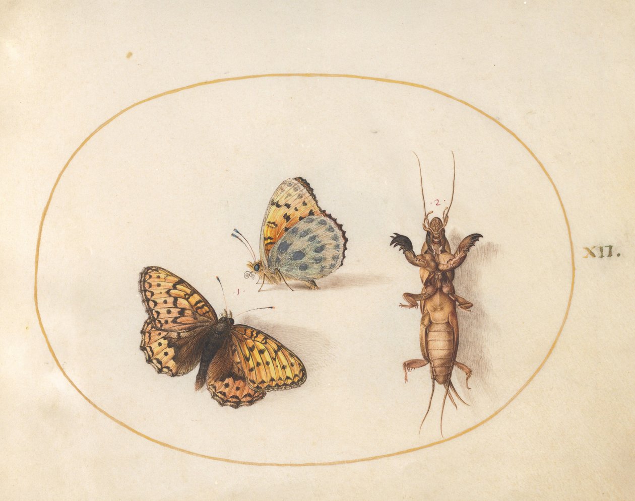 Prancha 12: Duas vistas de uma fritilária-de-orla-prateada e de um grilo-toupeira de Joris Hoefnagel