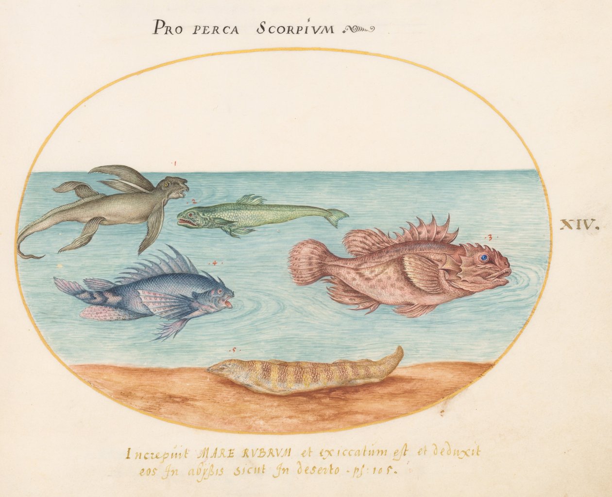 Placa 14: Um "macaco do mar", dois peixes-escorpião e dois outros peixes de Joris Hoefnagel