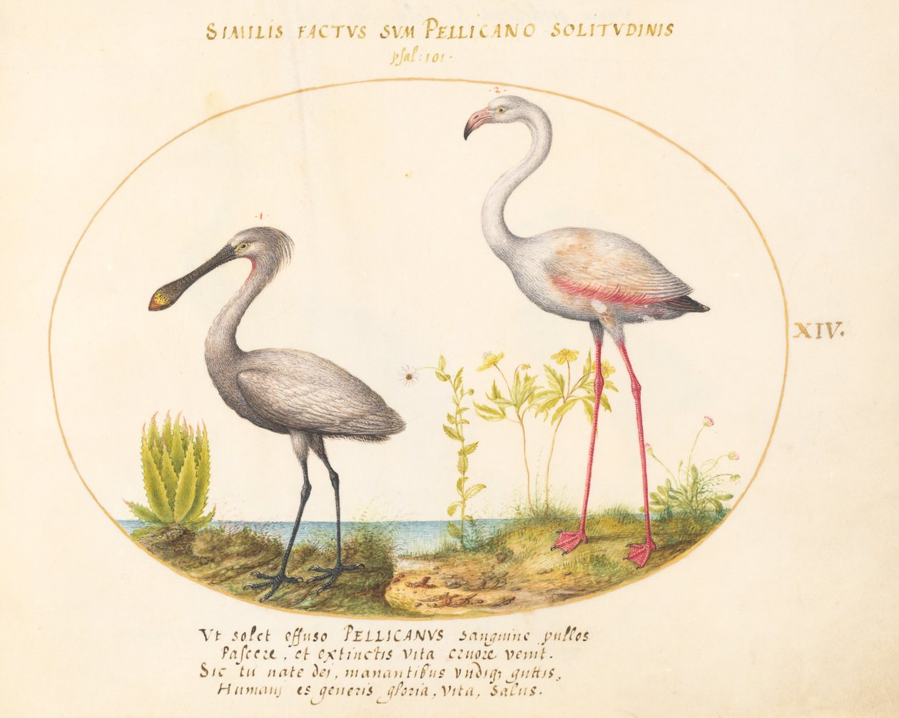 Placa 14: Guindaste e Flamingo Colhereiro de Joris Hoefnagel