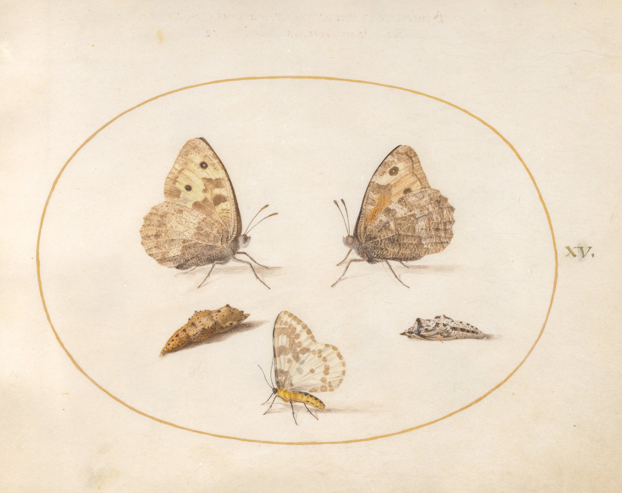 Placa 15: Borboleta Grayling, Traça Pega e Duas Crisálidas de Joris Hoefnagel