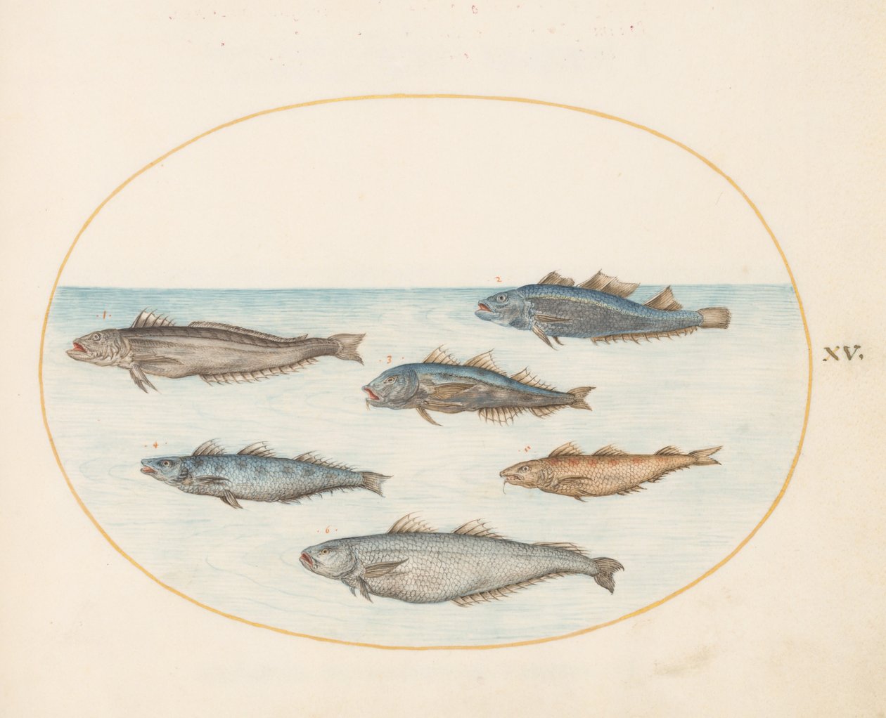 Placa 15: Seis "Anzóis" Peixes (Bacalhau?) de Joris Hoefnagel