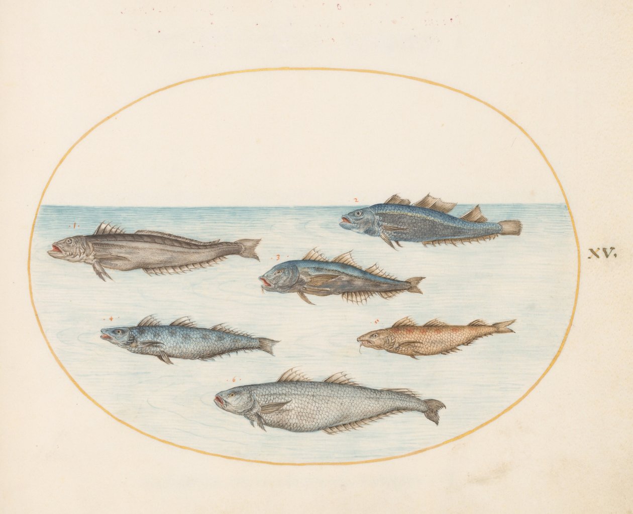Prancha 15: seis peixes "Asellorum" (bacalhau?) de Joris Hoefnagel