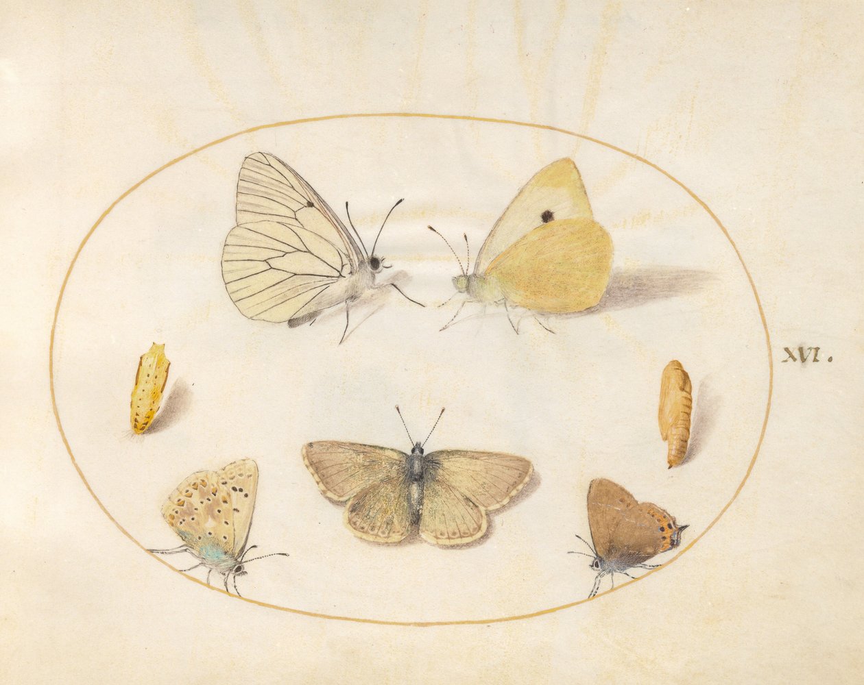 Prancha 16: borboleta-branca-de-nervuras-pretas, amarela-nublada, borboleta-de-cauda-preta (?), argus-do-gerânio (?) e azul-comum com duas crisálidas de Joris Hoefnagel