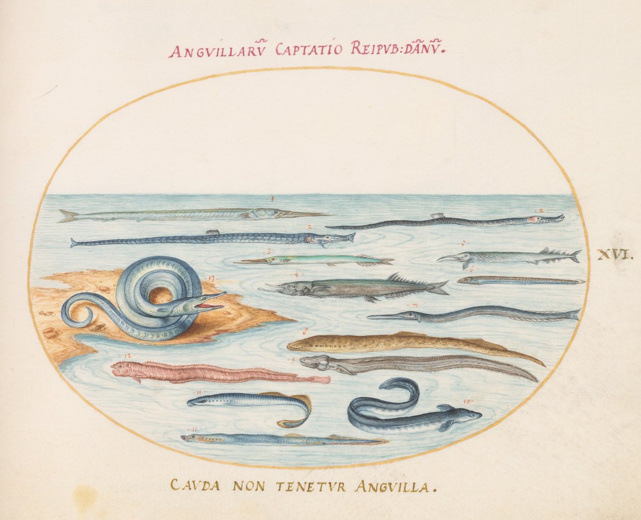 Placa 16: Enguias, Peixe-cachimbo e Peixe-agulha de Joris Hoefnagel
