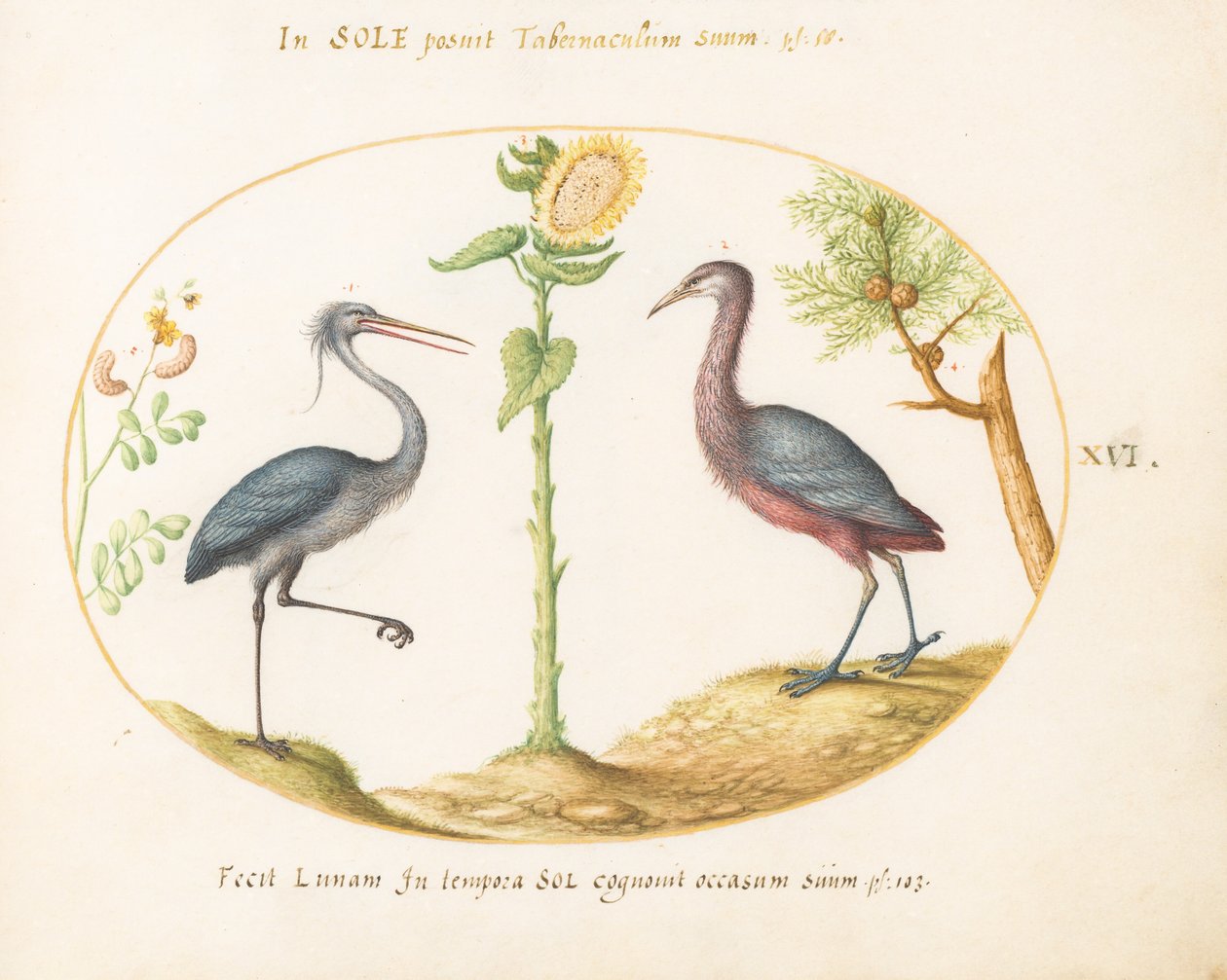Placa 16: Duas garças (?) com um girassol de Joris Hoefnagel