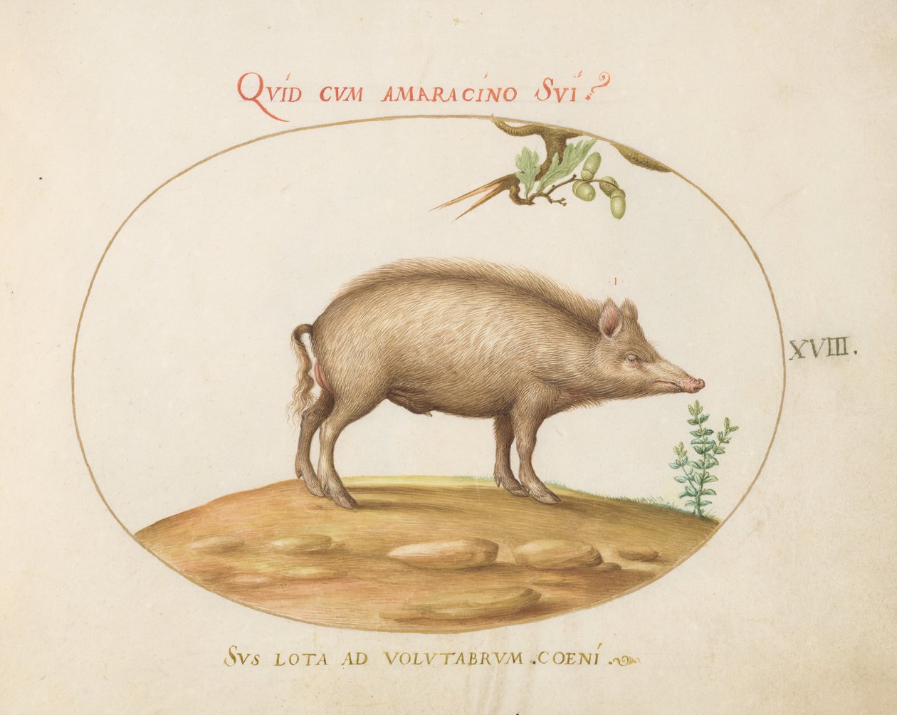 Prancha 18: Um Porco com Bolotas de Joris Hoefnagel