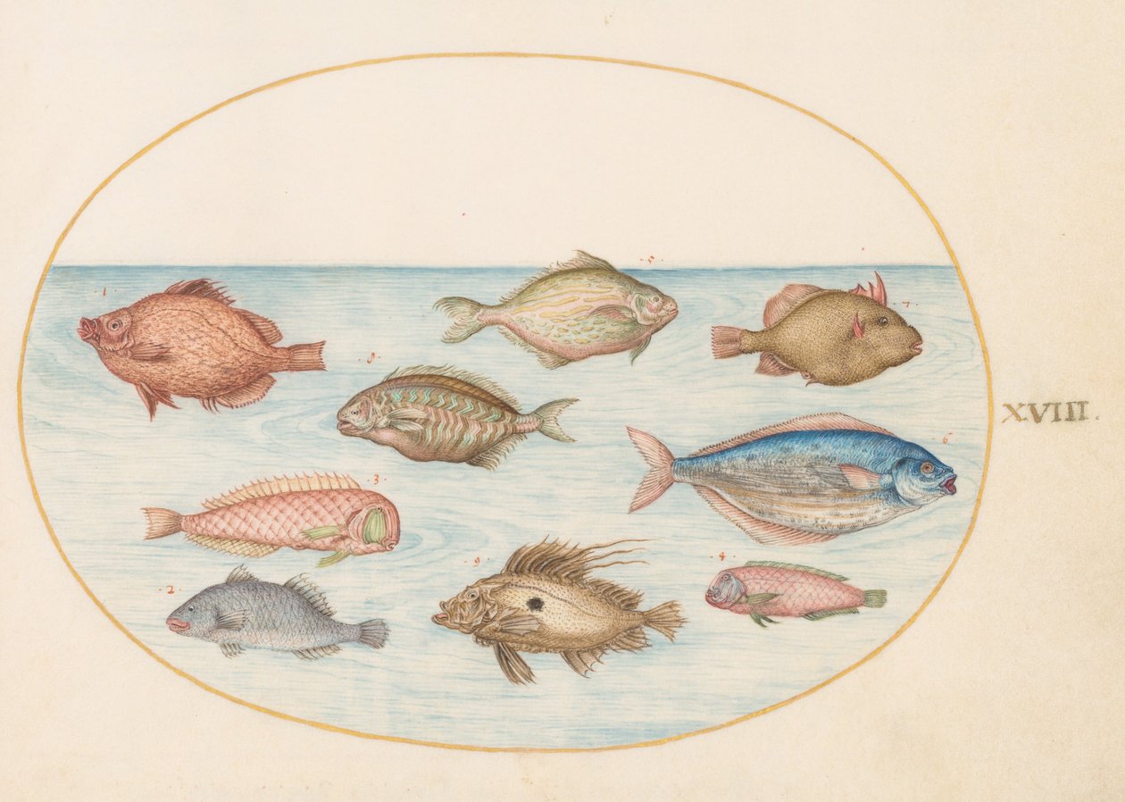 Prancha 18: peixe-porco, peixe-navala, peixe-manteiga, um peixe-galo e outros peixes de Joris Hoefnagel