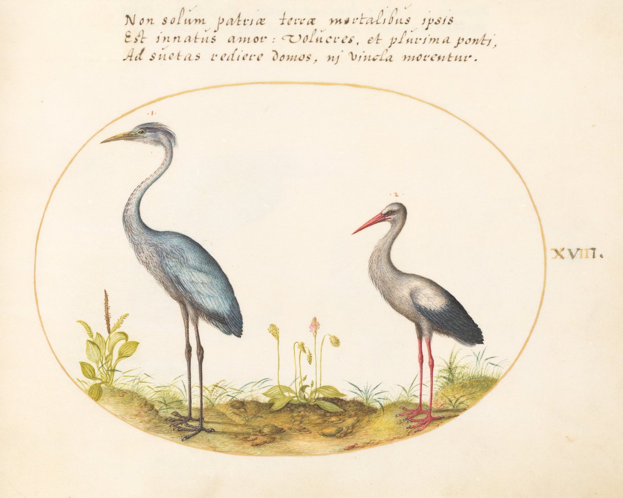 Placa 18: Garça e Cegonha de Joris Hoefnagel