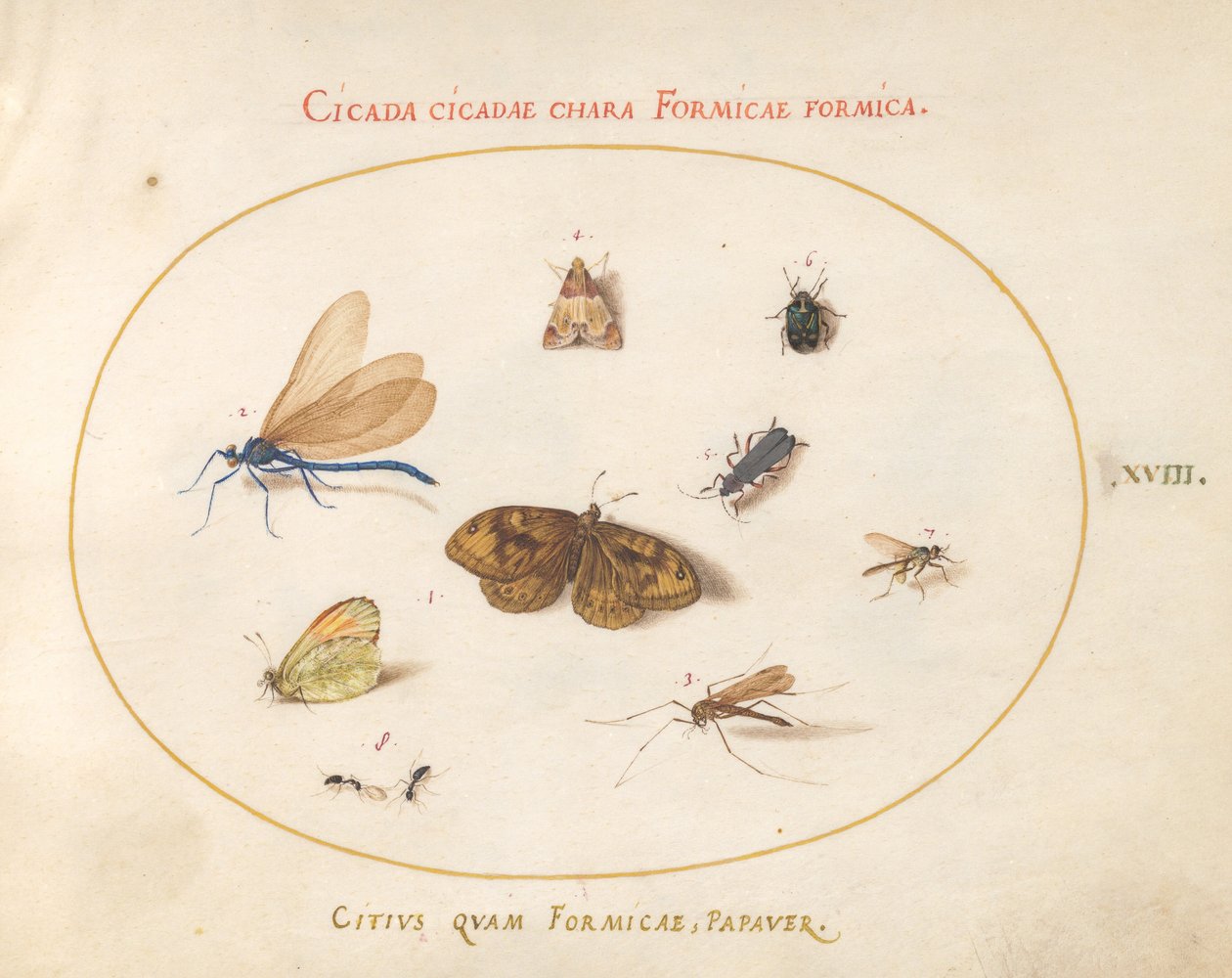 Ilustração 18: Duas borboletas e uma mariposa com uma libélula, duas formigas e quatro outros insetos de Joris Hoefnagel