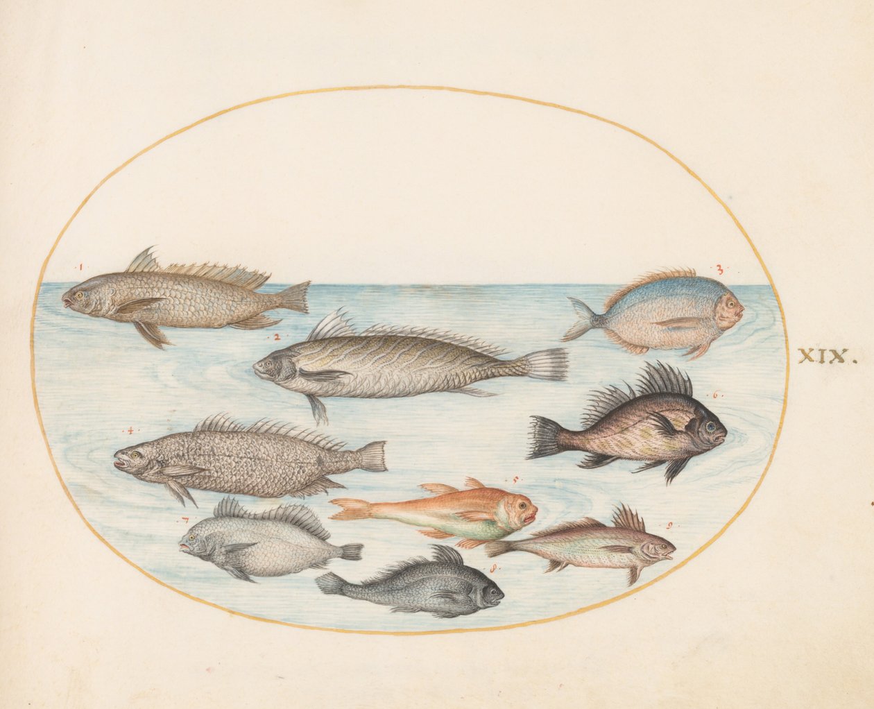 Lâmina 19: Um peixe-dama e outros peixes, incluindo dois «Coracinis» de Joris Hoefnagel