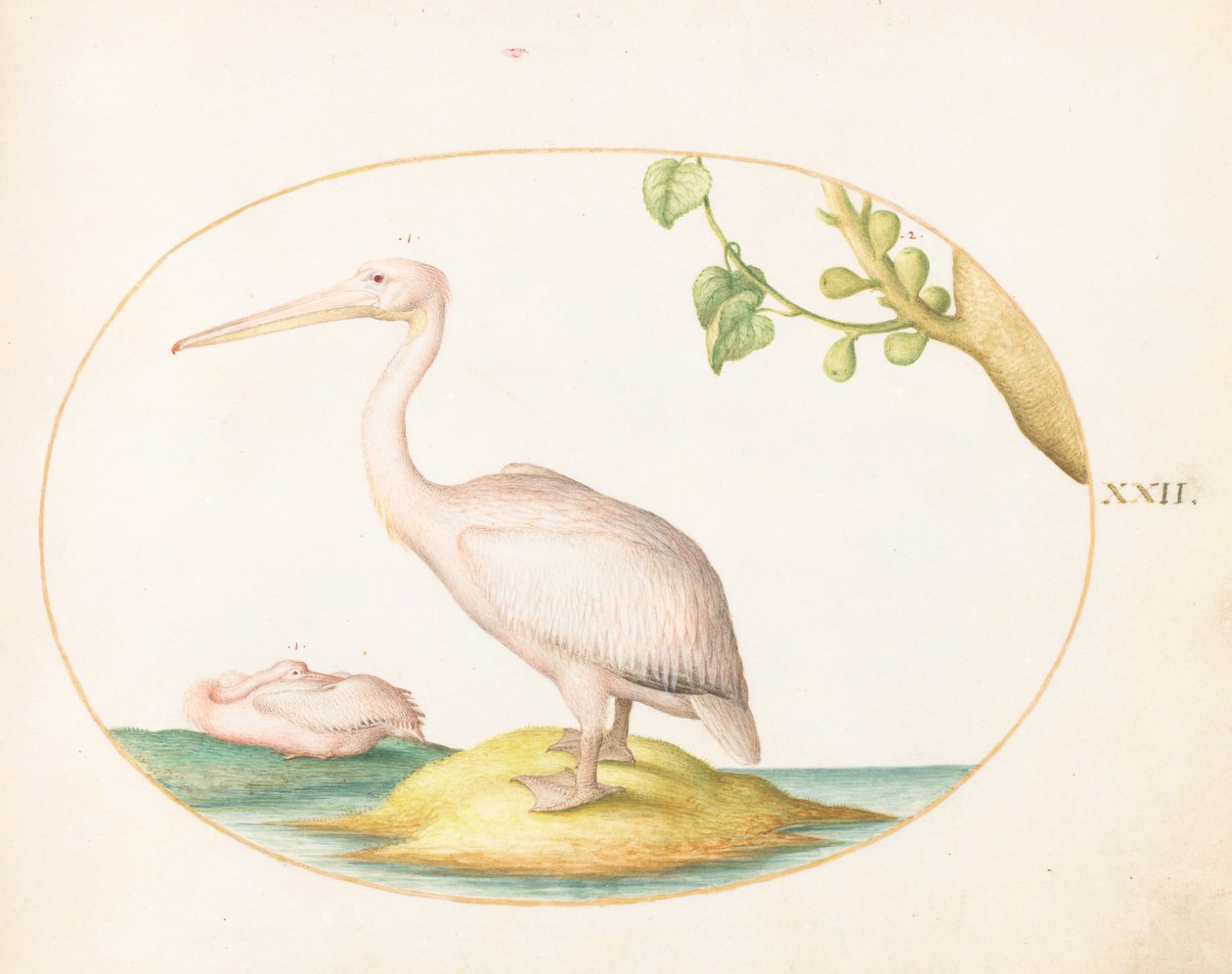 Placa 22: Dois Pelicanos Brancos com uma Figo Sicômoro de Joris Hoefnagel
