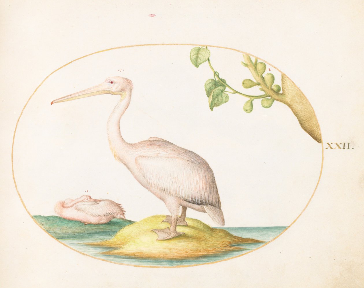 Prancha 22: Dois pelicanos-brancos com um sicómoro de Joris Hoefnagel