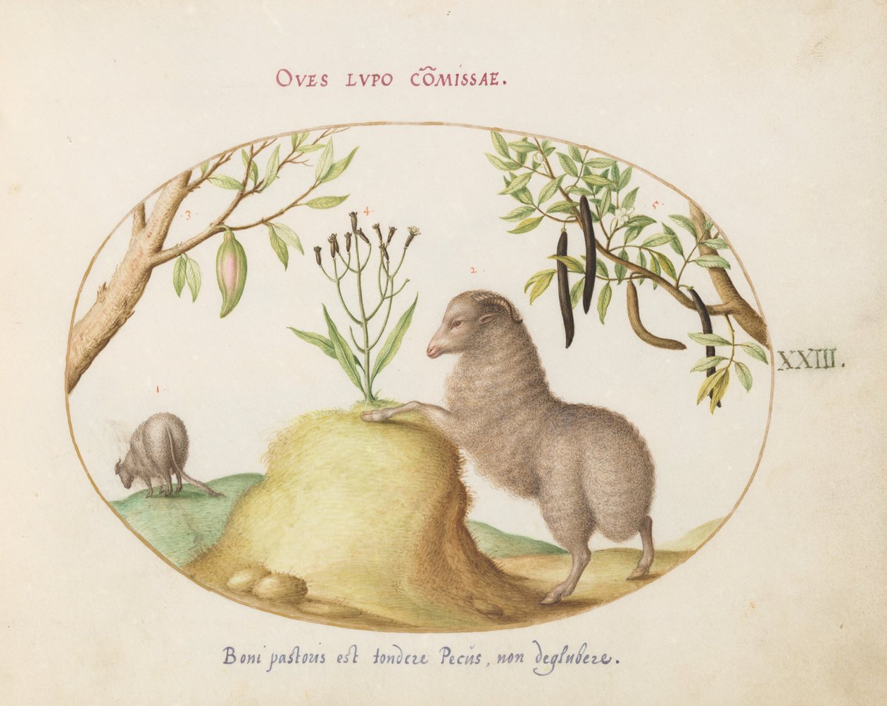 Ilustração 23: Uma ovelha de cauda gorda, uma ovelha de cauda longa, uma "Cassia purgatrix" e outras plantas de Joris Hoefnagel