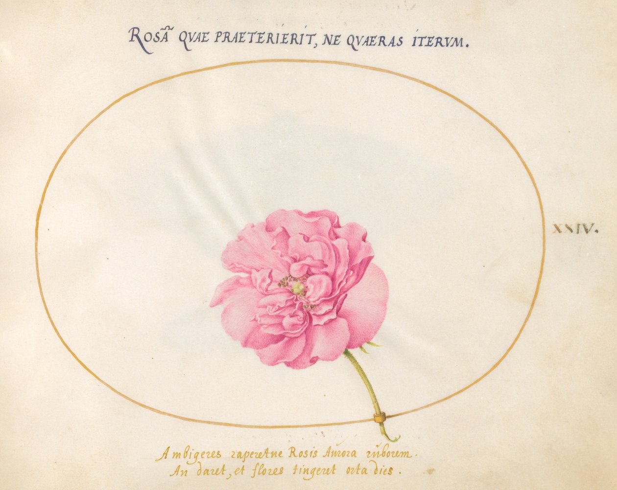 Prato 24: Rosa Rosa de Joris Hoefnagel