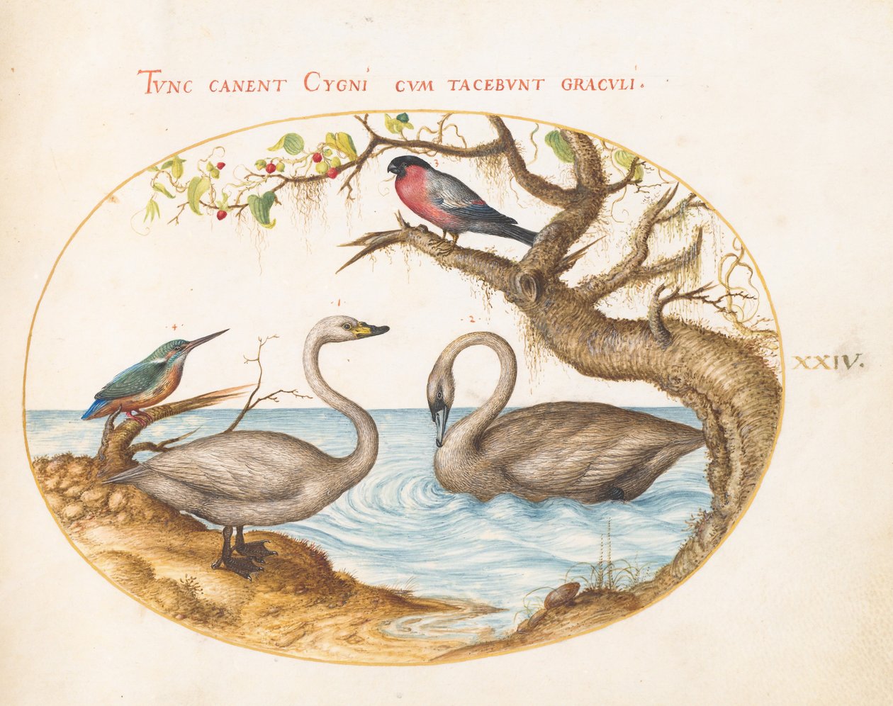 Prancha 24: dois cisnes, um guarda-rios e um dom-fafe de Joris Hoefnagel
