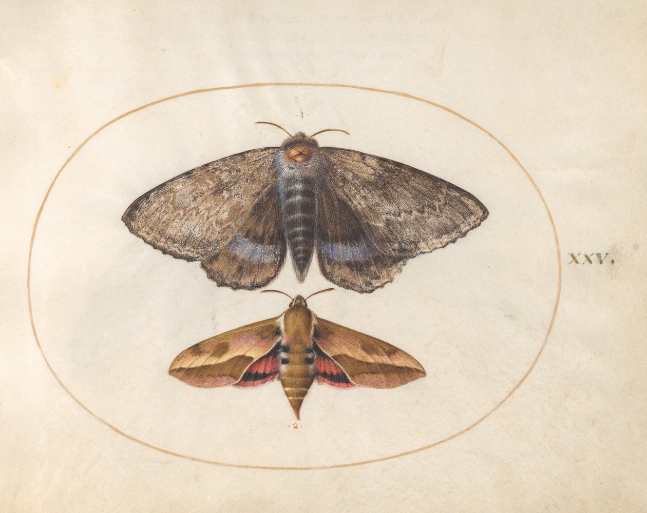 Placa 25: Mariposa-de-asa-azul e Mariposa-de-asa-de-spurge de Joris Hoefnagel