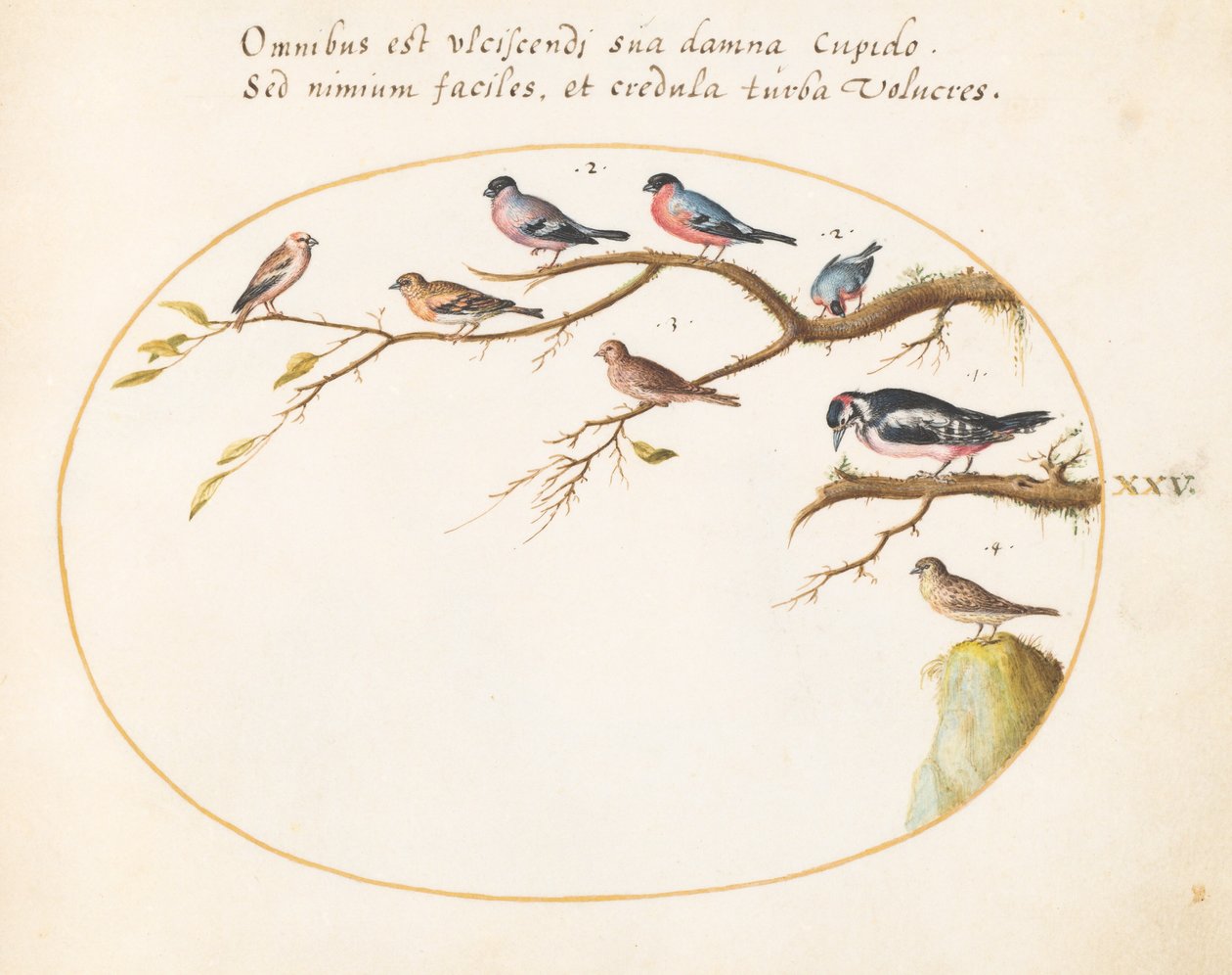 Placa 25: Pica-pau malhado, Bullfinches, pardais e outras aves de Joris Hoefnagel