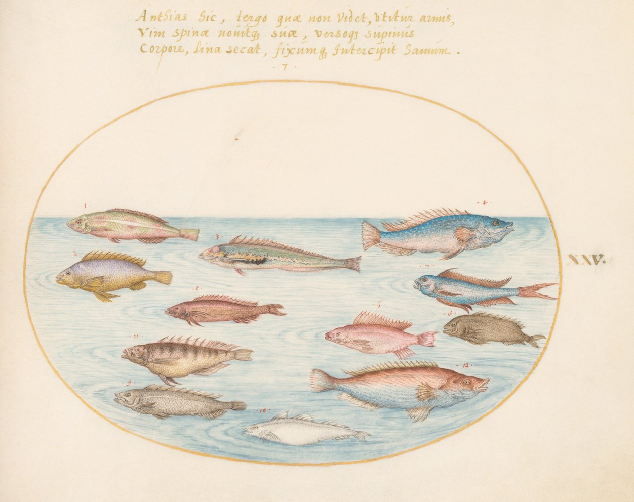 Gravura 25: Peixe-arco-íris do Mediterrâneo, outros peixes, um poleiro-rabo-de-andorinha (?), vários "Anthiae" e outros peixes de Joris Hoefnagel