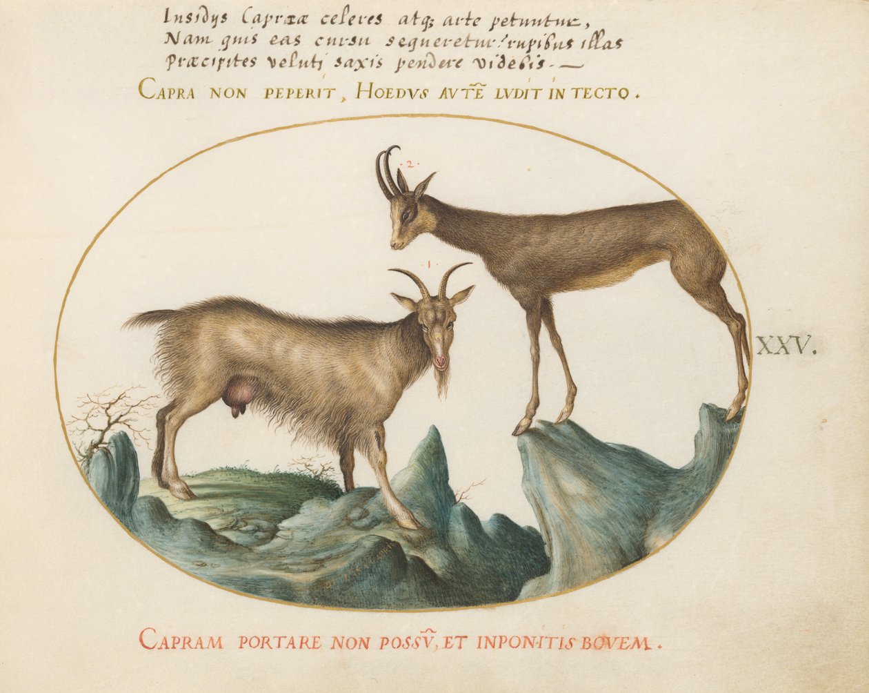Placa 25: Duas cabras selvagens de Joris Hoefnagel