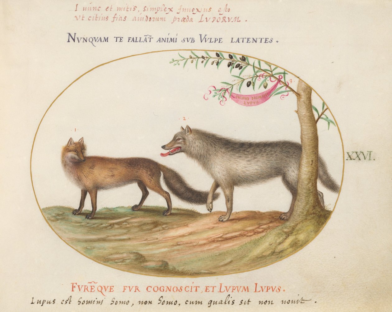 Placa 26: Uma Raposa Vermelha e um Lobo de Joris Hoefnagel