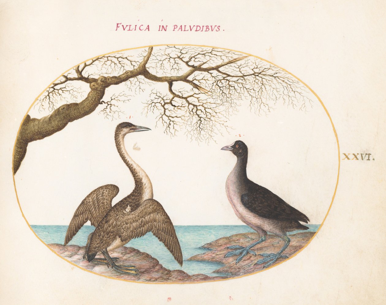 Placa 26: Cormorant e Galeirão de Joris Hoefnagel