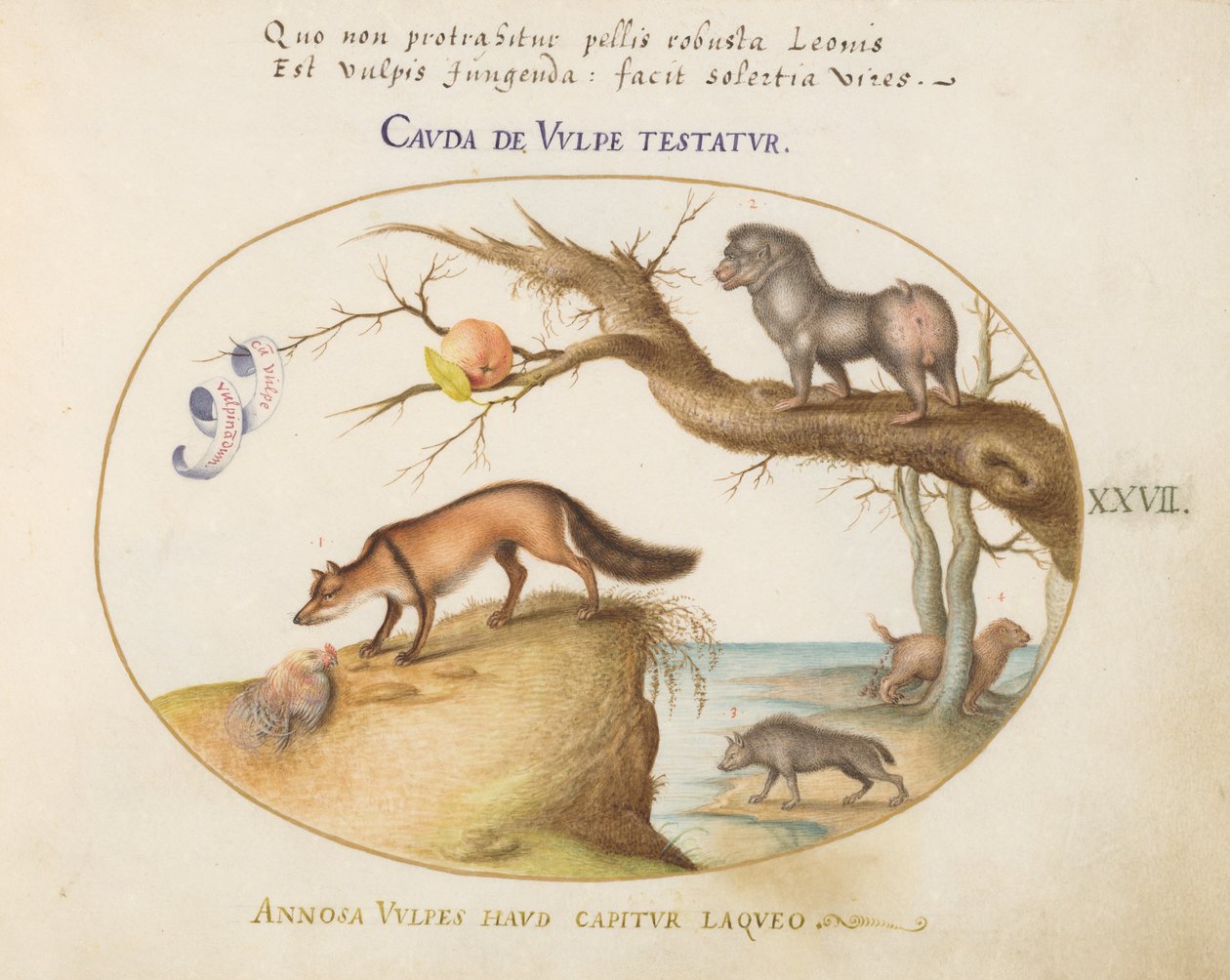 Placa 27: Uma Raposa Cruzada, uma Hiena/Babuíno, um "Lobo do Mar" e um Gulon (Wolverine?) de Joris Hoefnagel