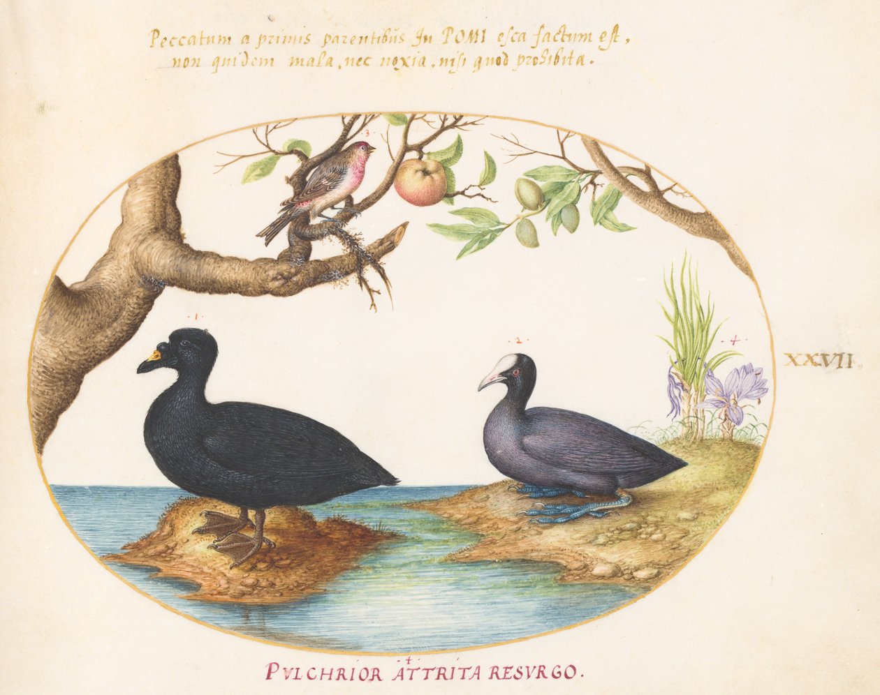 Placa 27: Um Pato(?), Um Galeirão e um Pintassilgo(?) de Joris Hoefnagel