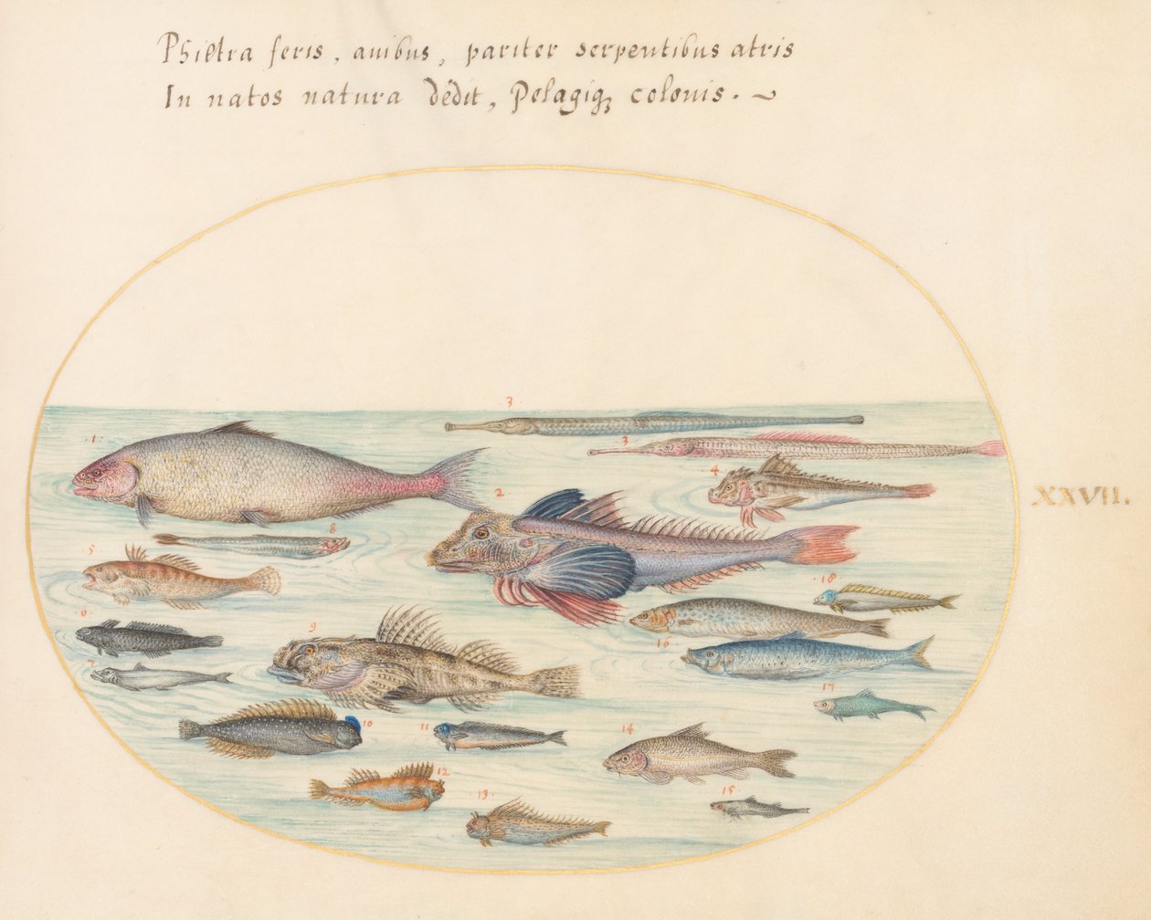 Placa 27: Blennies, Escorpião e Outros Peixes de Joris Hoefnagel