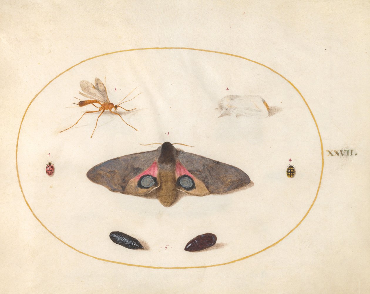 Ilustração 27: Duas Mariposas, Duas Crisálidas e Outros Insetos de Joris Hoefnagel