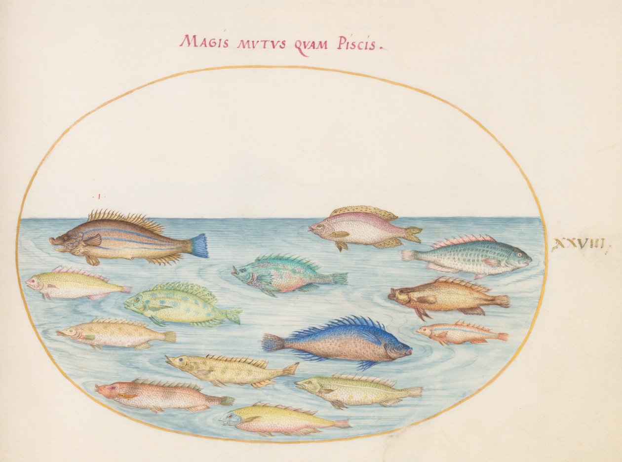 Placa 28: Dourada(?) e Outros Peixes de Joris Hoefnagel