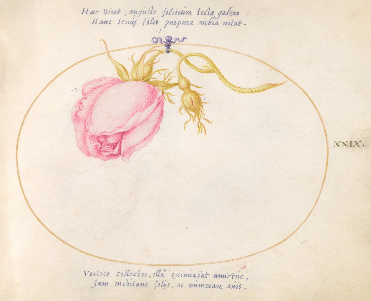 Prato 29: Rosa Rosa e Rosebud de Joris Hoefnagel