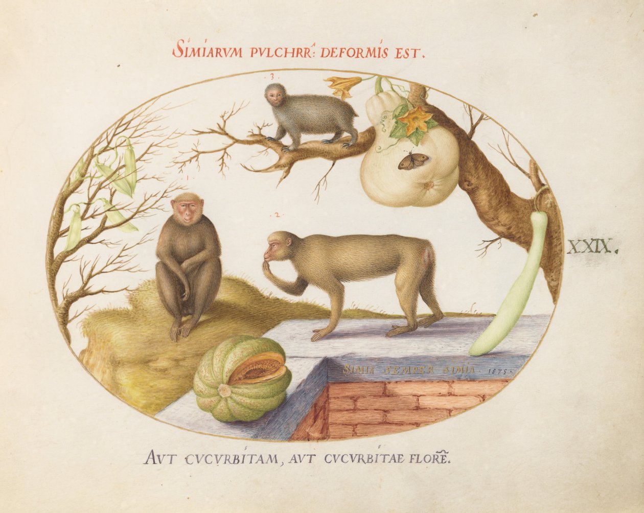 Placa 29: Dois Macacos, um "Arctopithecus" (Preguiça?) e Frutas de Joris Hoefnagel