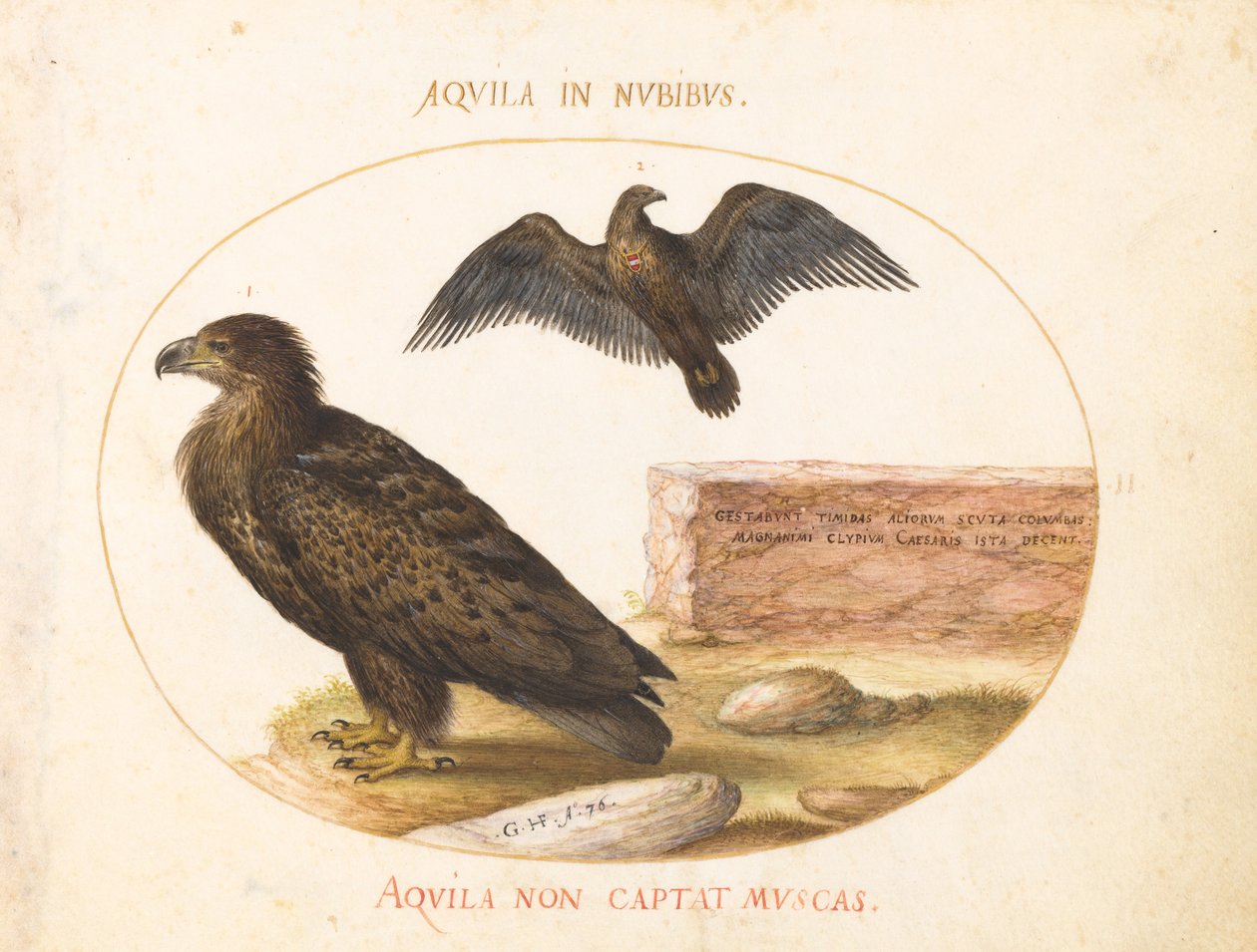 Placa 2: Duas Águias de Joris Hoefnagel